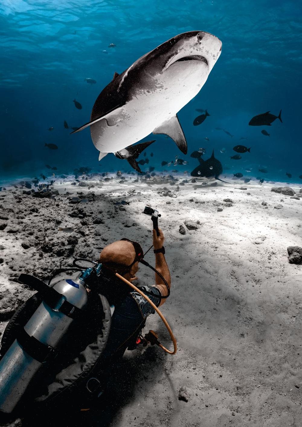 A diver on the sand with a tiger shark swimming overhead in Fuvahmulah