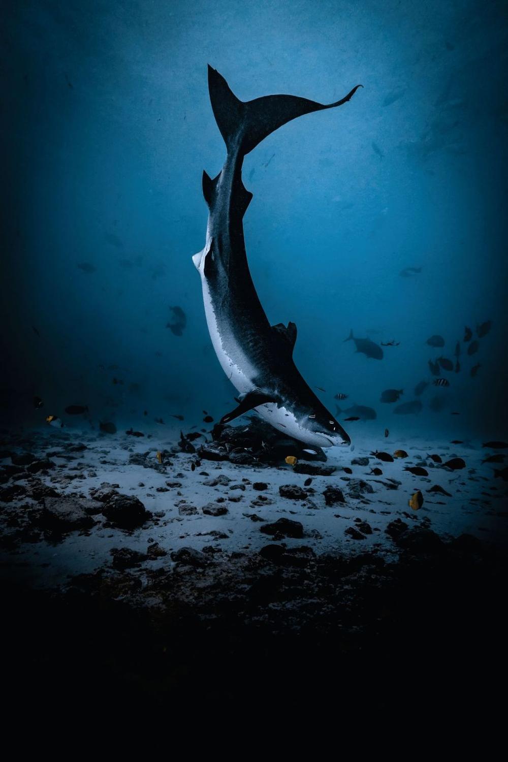 Thresher shark