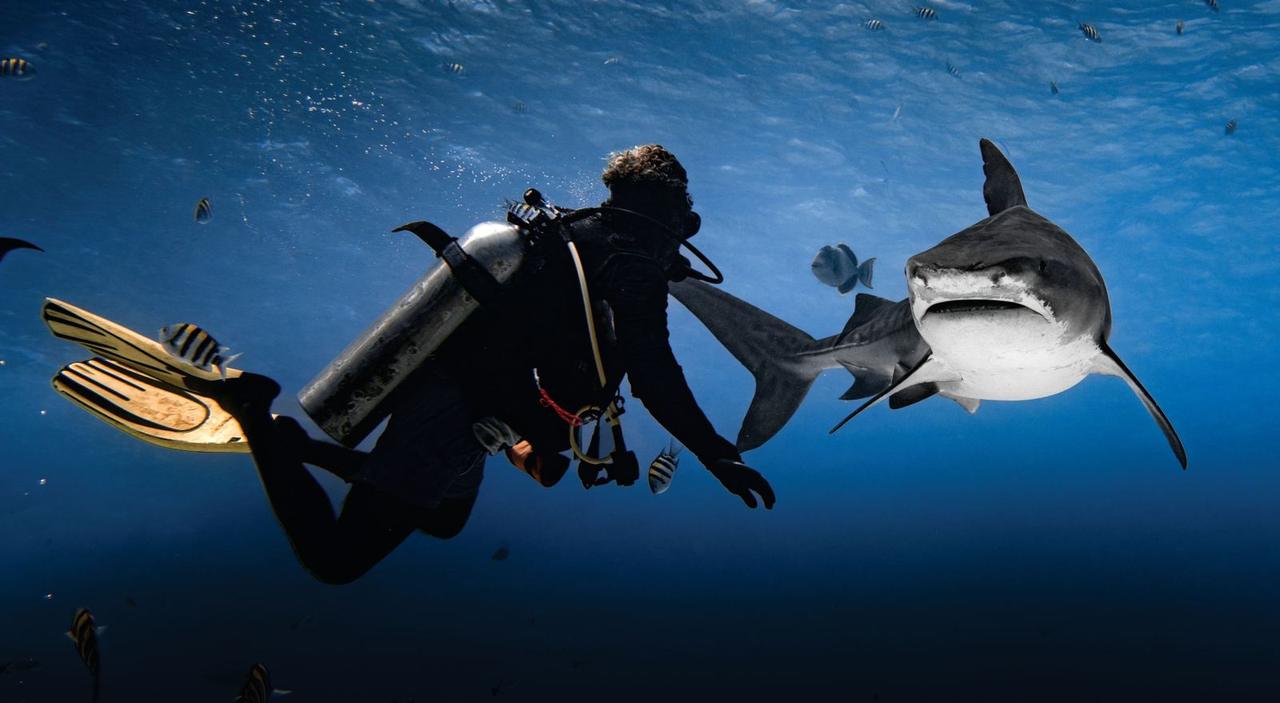 Tiger shark passing a diver