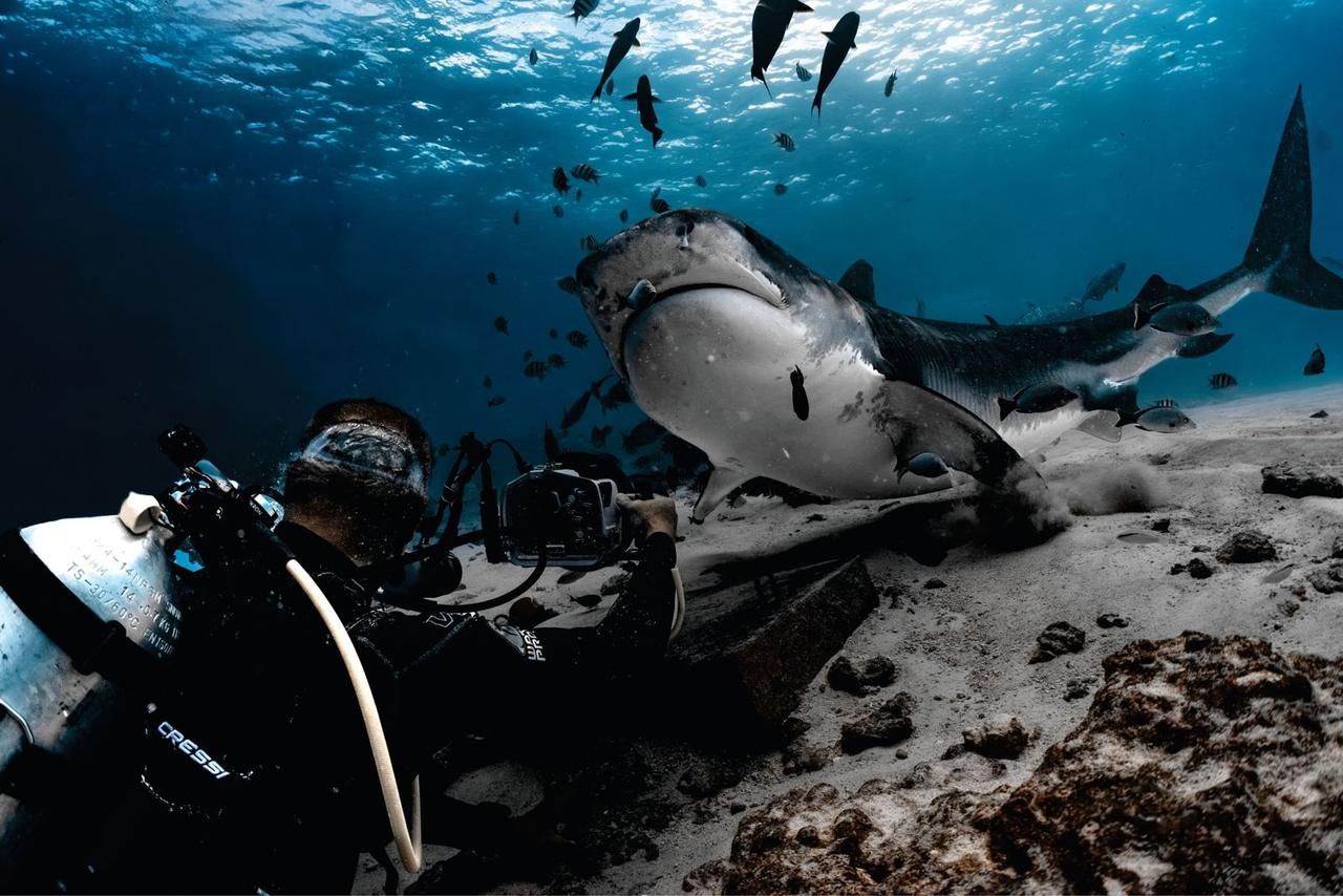 Divers with several tiger sharks