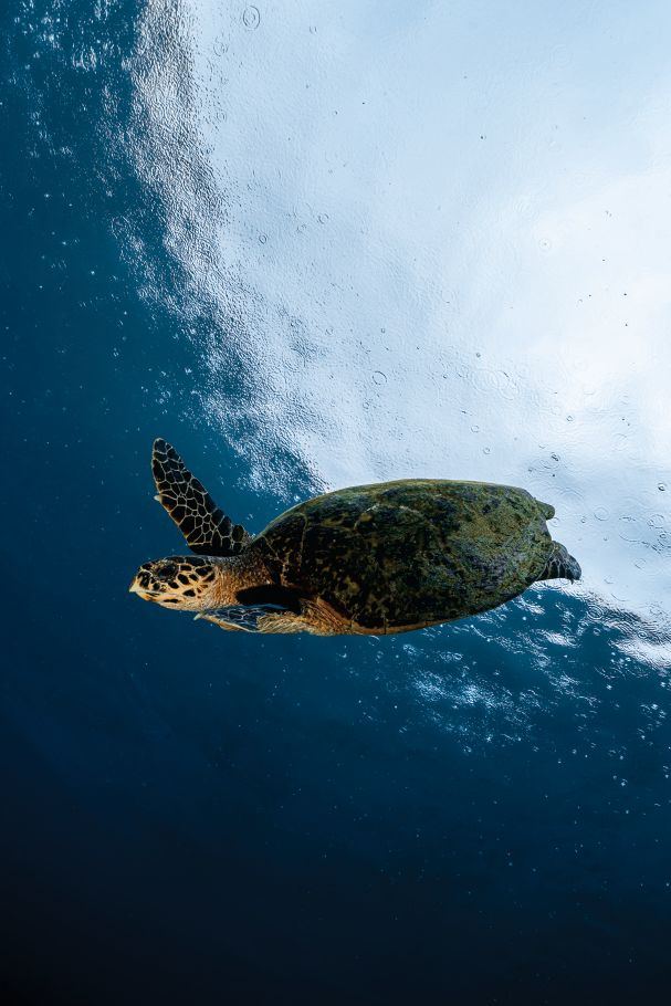 Green turtle