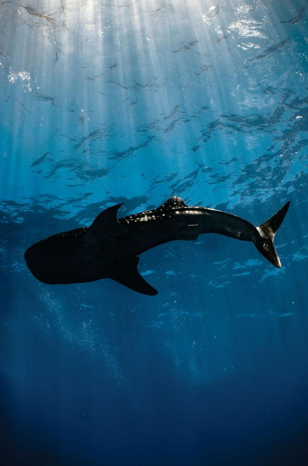 Whale shark